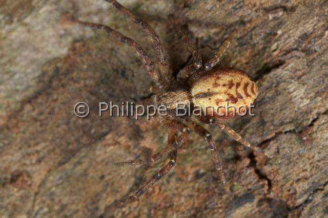 Philodromidae_0341.JPG - France, Araneae, Philodromidae, Araignée, Philodrome (Philodromus sp), Running crab spider
